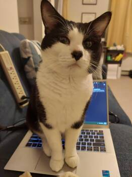 Spruce -  Domestic Short Hair Cat Available for Adoption in Waltham, Massachusetts - Spruce | PetCurious
