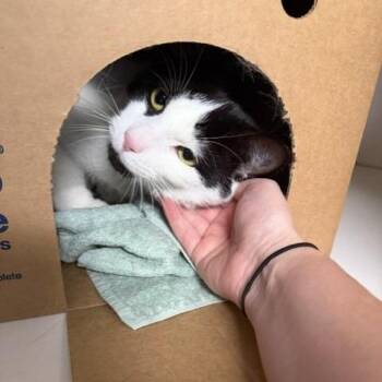 Convoy -  Domestic Short Hair Cat for Adoption - Convoy | PetCurious