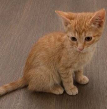Red Bull -  Domestic Short Hair Cat for Adoption in Homer Glen, Illinois - Red Bull | PetCurious