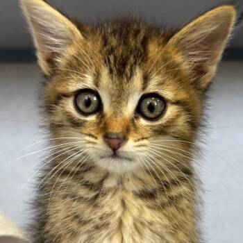 Domestic Short Hair Cats Available for Adoption in Goleta, California - Peridot | PetCurious