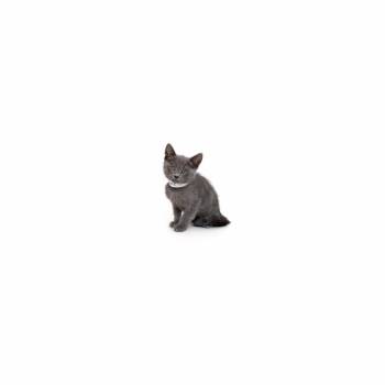 Purrance -  Domestic Short Hair Cat for Adoption in Los Angeles, California - Purrance | PetCurious