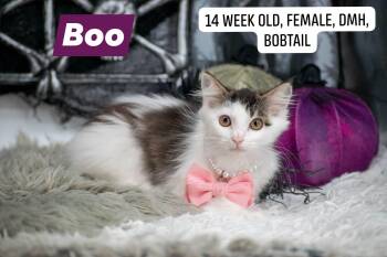 Boo -  Domestic Long Hair Cat for Adoption in Sevierville, Tennessee - Boo | PetCurious
