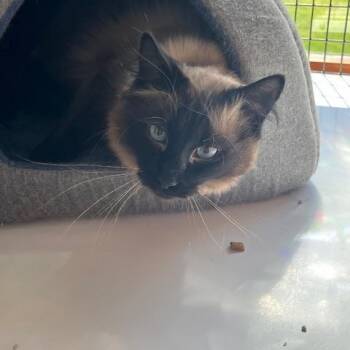 Balinese Cats Available for Adoption in Spencer, Massachusetts - Simba | PetCurious