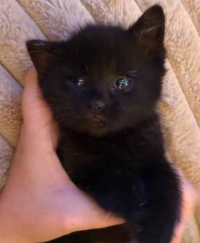 Joe -  Domestic Short Hair Cat Available for Adoption in Indianapolis, Indiana - Joe | PetCurious