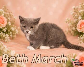 Beth March -  Domestic Short Hair Cat for Adoption in Douglasville, Georgia - Beth March | PetCurious