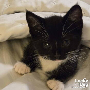 Rescue Domestic Short Hair and Tuxedo Cats for Adoption in Washington, District Of Columbia - Miles | PetCurious