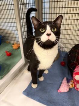 Domestic Short Hair Cats Available for Adoption in Raleigh, North Carolina - Boom Box | PetCurious