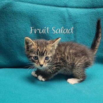 Fruit Salad -  Domestic Short Hair Cat for Adoption in Parkersburg, West Virginia - Fruit Salad | PetCurious