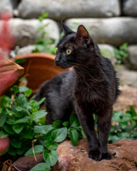 Rescue Domestic Short Hair Cats for Adoption in Gallup, New Mexico - America | PetCurious