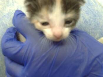 Domestic Short Hair Cats Available for Adoption in Dallas, Texas - AHOSKA | PetCurious