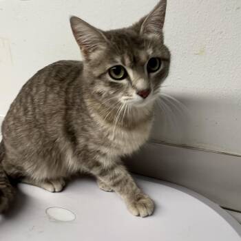 Domestic Short Hair Cats Available for Adoption in St. Louis, Missouri - Cissie | PetCurious