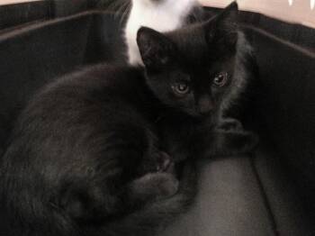 A479070 -  Domestic Short Hair Cat for Adoption in Oklahoma City, Oklahoma - A479070 | PetCurious