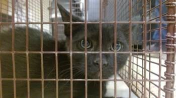 Domestic Short Hair Cats Available for Adoption - MACHI | PetCurious