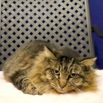 Maine Coon Cats Available for Adoption - Miss Shadow | PetCurious