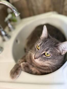 Rescue Domestic Short Hair Cats for Adoption in Fort Worth, Texas - Guijarro Gris “Gigi” | PetCurious