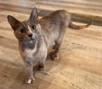Sundae -  Domestic Short Hair and Extra Toes Cat Hemingway Polydactyl Cat for Adoption in Cosby, Tennessee - Sundae | PetCurious