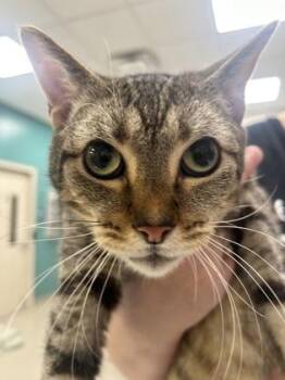 Papa Murphy -  Domestic Short Hair Cat for Adoption in Fishers, Indiana - Papa Murphy | PetCurious