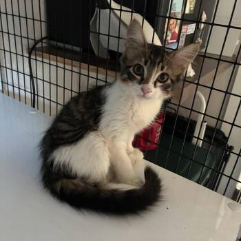 Serafino -  Domestic Medium Hair Cat for Adoption in Bulverde, Texas - Serafino | PetCurious
