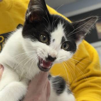 Rescue Domestic Short Hair Cats for Adoption - Goat-Tee | PetCurious