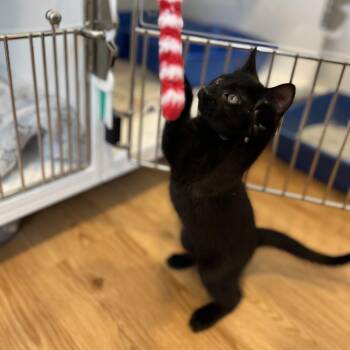 American Shorthair Cats Available for Adoption in Hull, Massachusetts - Study | PetCurious