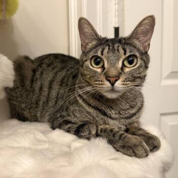 Gadget -  Domestic Short Hair Cat for Adoption in Fort Lauderdale, Florida - Gadget | PetCurious