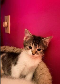 Gizmo -  Domestic Short Hair Cat for Adoption in Hartford City, Indiana - Gizmo | PetCurious