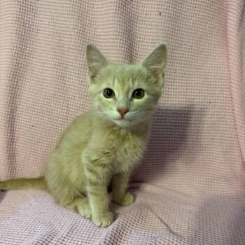 Willow -  Domestic Medium Hair Cat Available for Adoption in Oklahoma City, Oklahoma - Willow | PetCurious