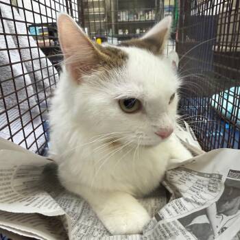 Akio -  Domestic Medium Hair Cat for Adoption in Galveston, Texas - Akio | PetCurious