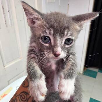 Corey FKA Monarch Kitten 3 -  Domestic Short Hair Cat for Adoption in Leander, Texas - Corey FKA Monarch Kitten 3 | PetCurious