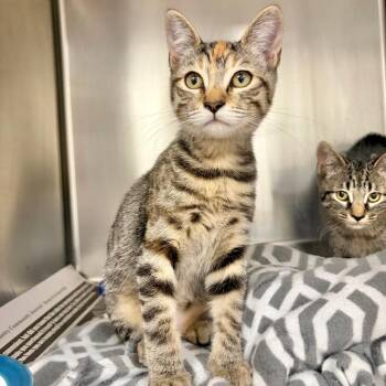 Gucci Flip Flop -  Domestic Short Hair Cat for Adoption in Austin, Texas - Gucci Flip Flop | PetCurious