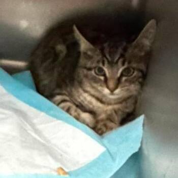 Cronk -  Domestic Short Hair Cat for Adoption in Shinnston, West Virginia - Cronk | PetCurious