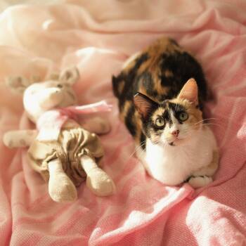 Calico Cats Available for Adoption - Quinoa  | PetCurious