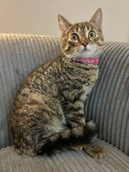 Rescue Domestic Short Hair Cats for Adoption in Honeoye, New York - Briar | PetCurious