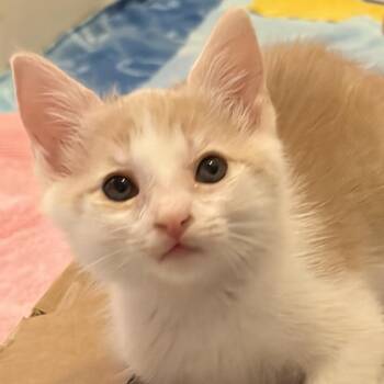 Jinx -  Domestic Short Hair Cat for Adoption in Huntsville, Alabama - Jinx | PetCurious