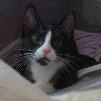 Hanoi -  Domestic Short Hair Cat for Adoption in Westminster, California - Hanoi | PetCurious