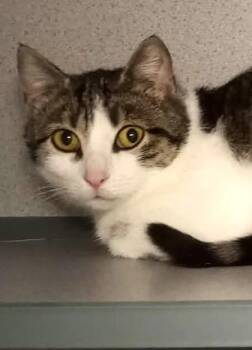 Domestic Short Hair Cats Available for Adoption in Waupaca, Wisconsin - Kansas (Barn Cat) | PetCurious