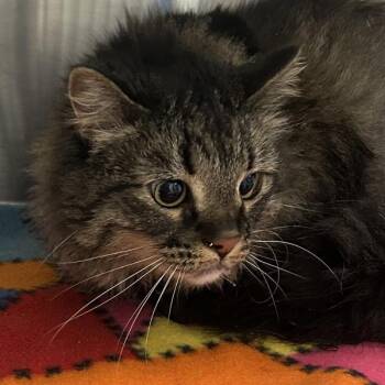 Eden -  Maine Coon and Domestic Long Hair Cat for Adoption in Golden, Colorado - Eden | PetCurious