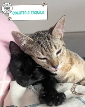 Tequila -  American Shorthair Cat for Adoption in New York, New York - Tequila | PetCurious