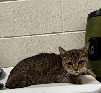 SOL -  Domestic Short Hair Cat for Adoption - SOL | PetCurious