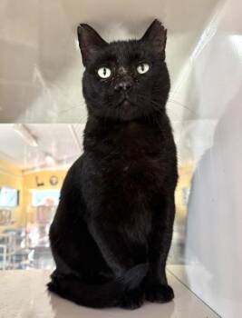 Rescue Domestic Short Hair Cats for Adoption in Fernandina Beach, Florida - PANTHER | PetCurious