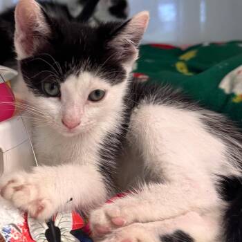 Domestic Short Hair Cats Available for Adoption in Wheeling, Illinois - Chai | PetCurious