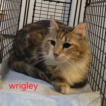 Wrigley -  Domestic Long Hair Cat for Adoption in Grantsville, Utah - Wrigley | PetCurious