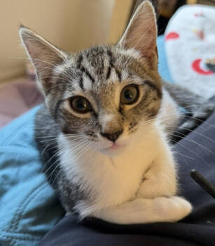 Rescue Domestic Short Hair Cats for Adoption in Reston, Virginia - Martha | PetCurious