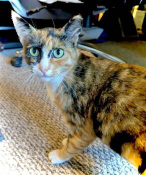 Rescue Calico and Domestic Short Hair Cats for Adoption in San Luis Obispo, California - Janie - Calico Biscuit Maker | PetCurious