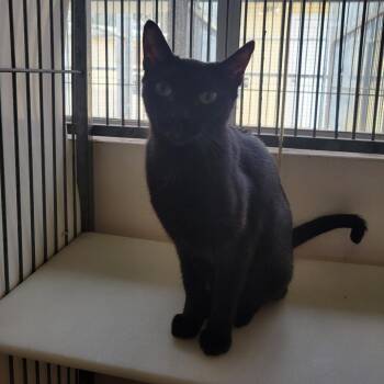 Sadie -  Domestic Short Hair Cat for Adoption in Goleta, California - Sadie | PetCurious