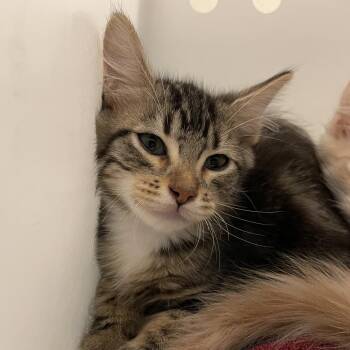 Boggle -  Domestic Short Hair Cat for Adoption in Pasadena, California - Boggle | PetCurious