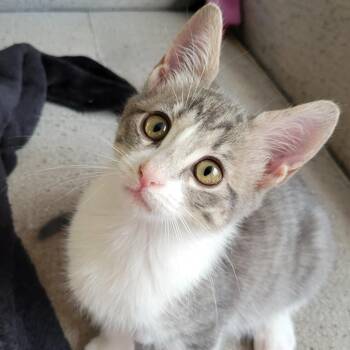 Ginger -  Domestic Short Hair Cat for Adoption in Sandy Springs, Georgia - Ginger | PetCurious