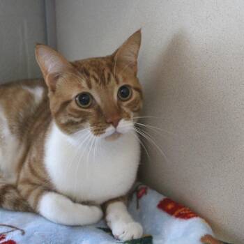 Shrek -  Domestic Short Hair Cat for Adoption in Gloucester, Virginia - Shrek | PetCurious