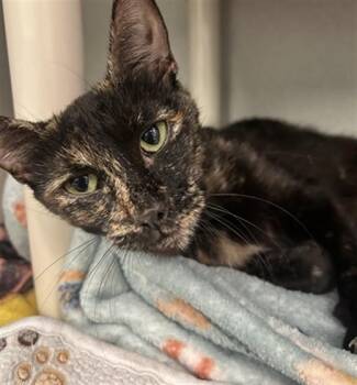 MAMAS -  Domestic Short Hair Cat for Adoption in Dallas, Texas - MAMAS | PetCurious