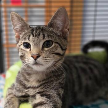 Neville -  Domestic Short Hair Cat for Adoption in Muncie, Indiana - Neville | PetCurious